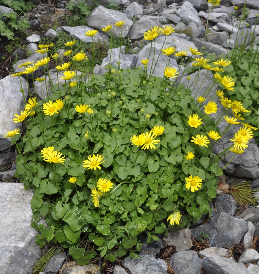 Изображение особи Doronicum columnae.