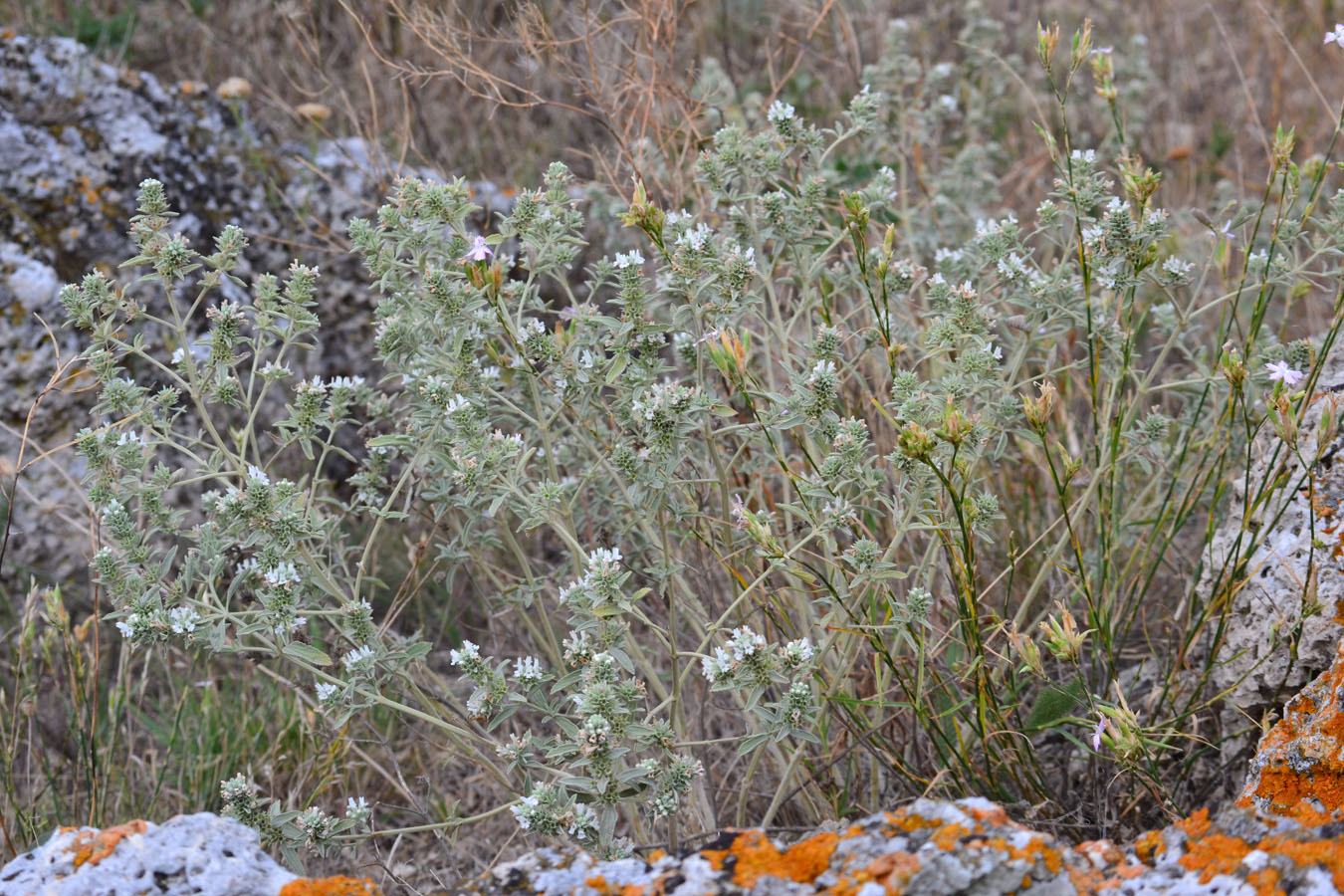 Изображение особи Marrubium peregrinum.