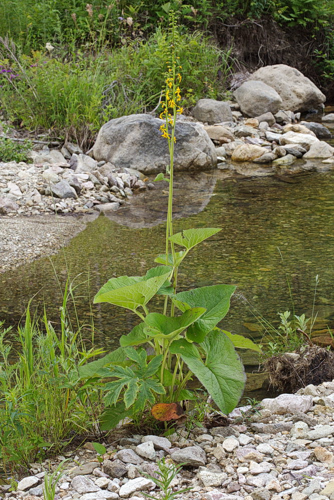 Изображение особи Ligularia fischeri.