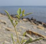 Atriplex aucheri