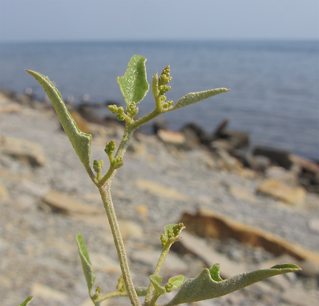 Image of Atriplex aucheri specimen.