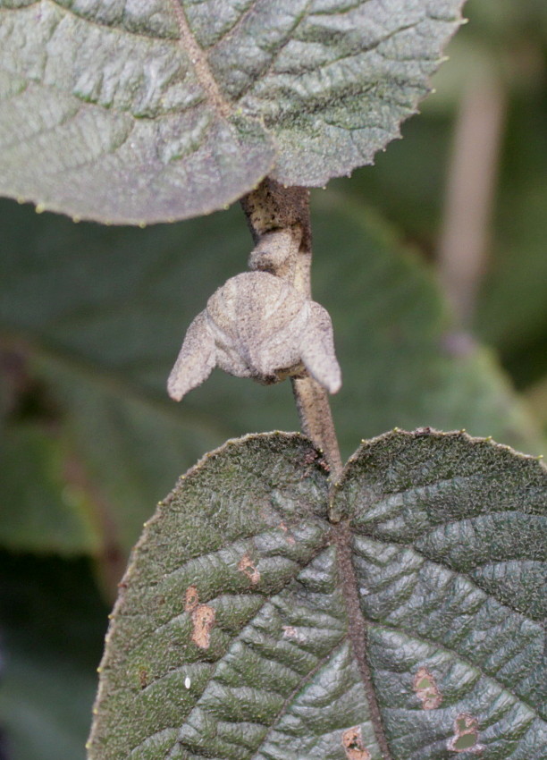 Image of Viburnum lantana specimen.