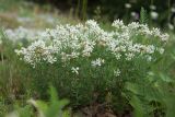 Dorycnium germanicum. Цветущие растения. Черногория, нац. парк Ловчен. 18.07.2014.