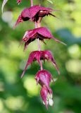 Leycesteria formosa. Соцветие. Германия, г. Дюссельдорф, Ботанический сад университета. 03.07.2014.