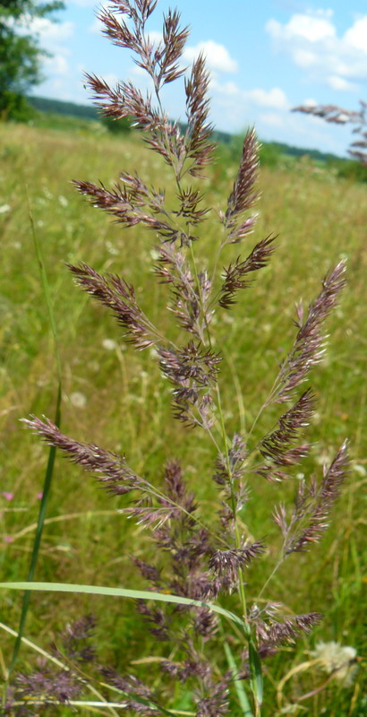 Изображение особи Calamagrostis epigeios.