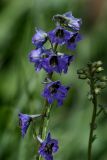 Delphinium iliense