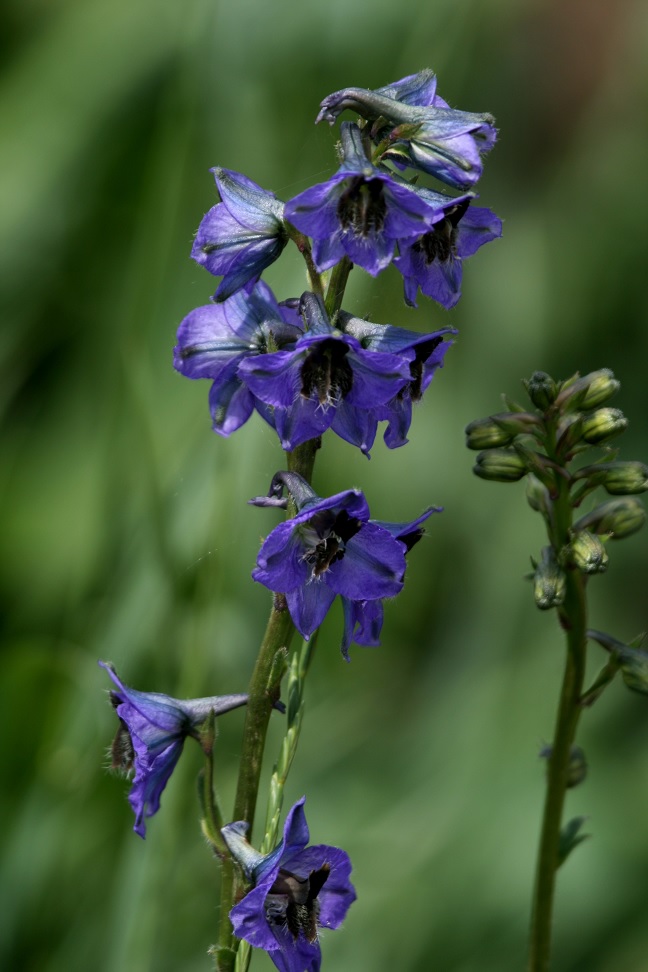 Изображение особи Delphinium iliense.