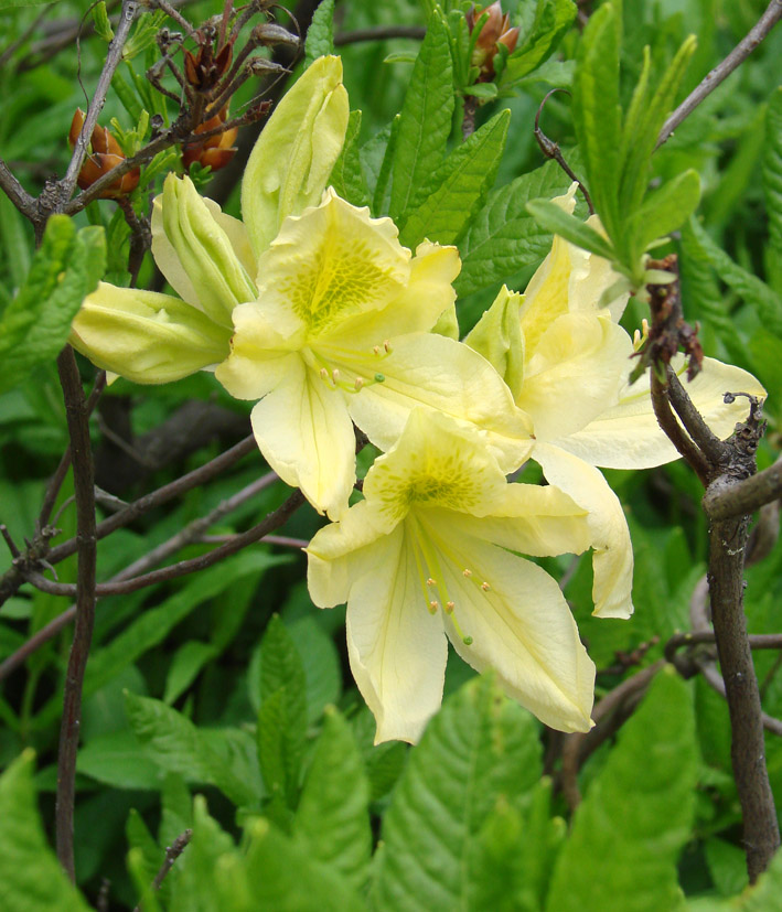 Изображение особи род Rhododendron.