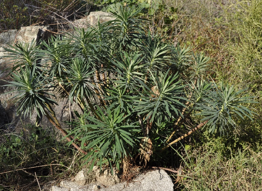Изображение особи Euphorbia characias.