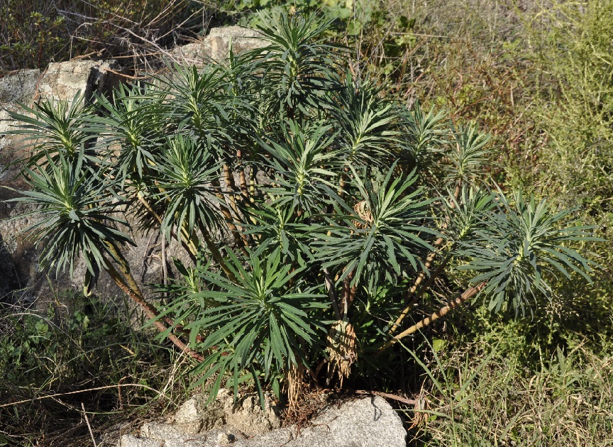 Image of Euphorbia characias specimen.