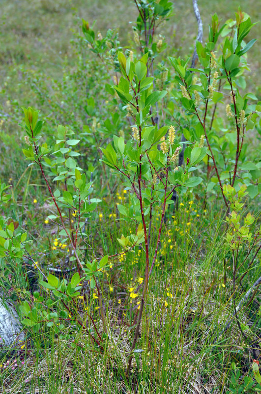 Изображение особи Salix phylicifolia.