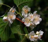 Actinidia kolomikta. Цветки. Московская обл., Раменский р-н, окр. дер. Хрипань, садовый участок. 30.05.2014.