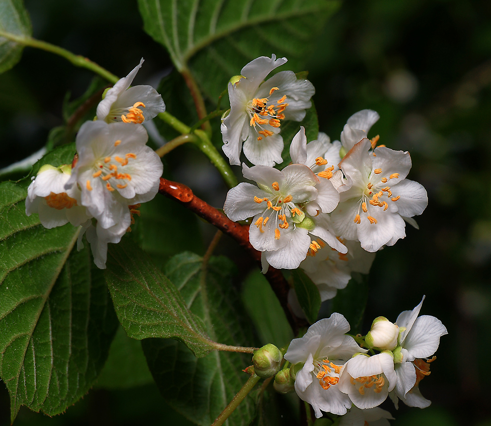 Изображение особи Actinidia kolomikta.