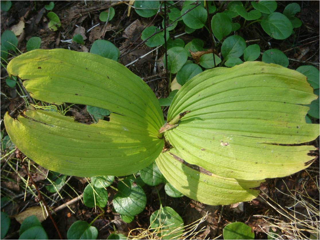 Изображение особи Cypripedium calceolus.