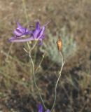 Delphinium paniculatum