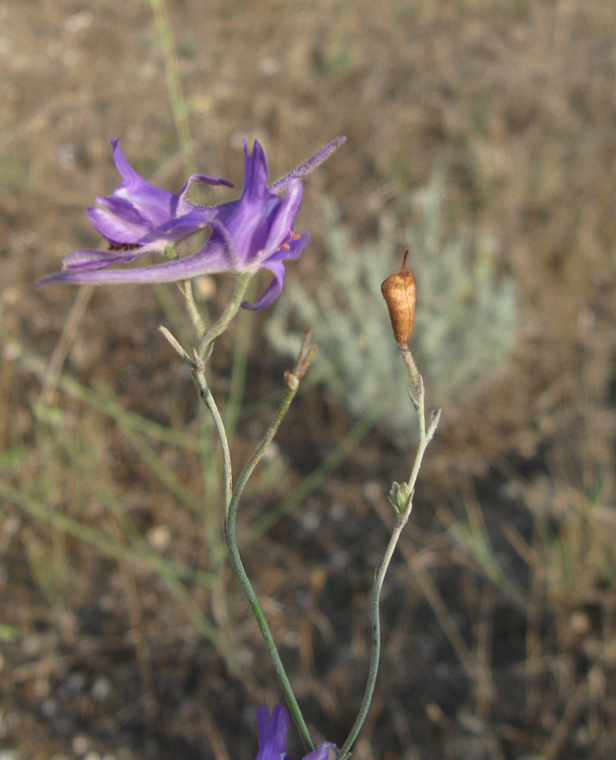 Изображение особи Delphinium paniculatum.