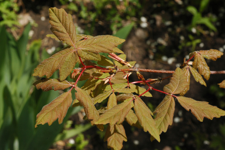Image of Acer griseum specimen.