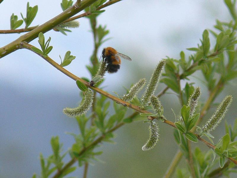 Image of Salix udensis specimen.