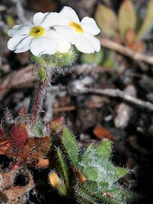Image of Androsace capitata specimen.