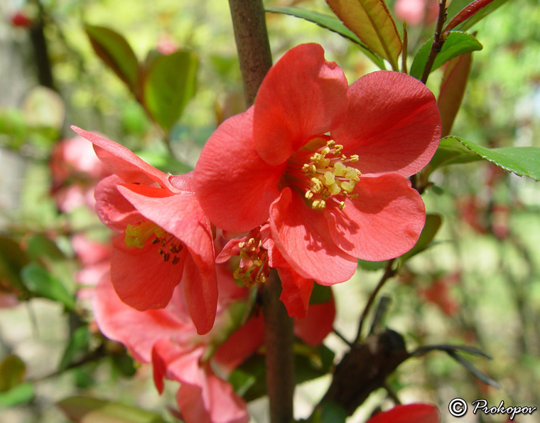 Изображение особи Chaenomeles japonica.