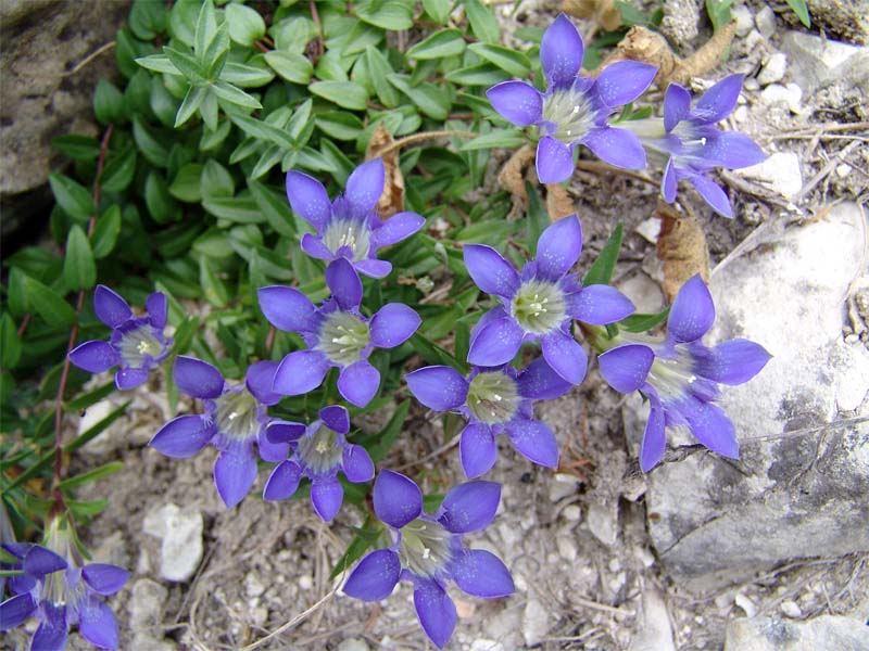 Изображение особи Gentiana grossheimii.