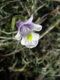 Pinguicula spathulata