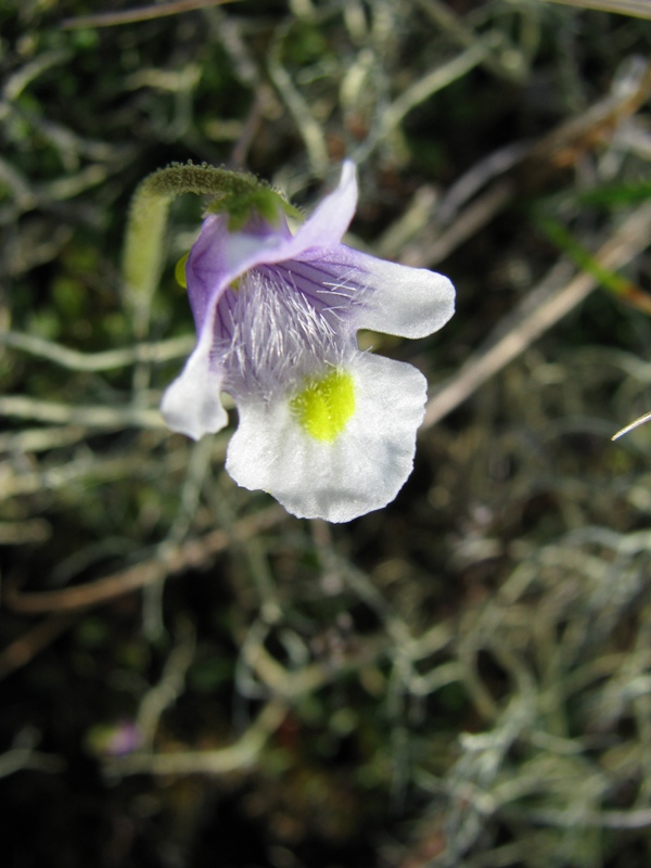 Изображение особи Pinguicula spathulata.