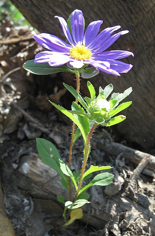 Изображение особи Callistephus chinensis.