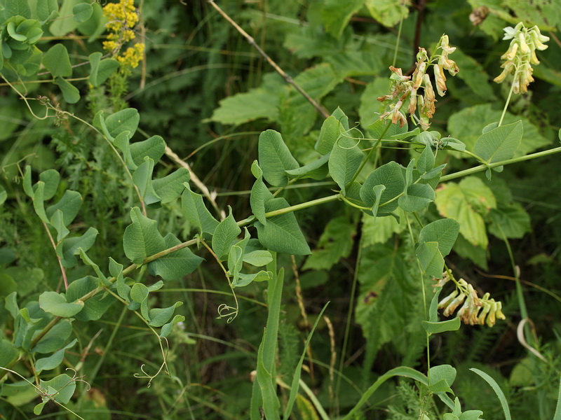 Изображение особи Vicia pisiformis.