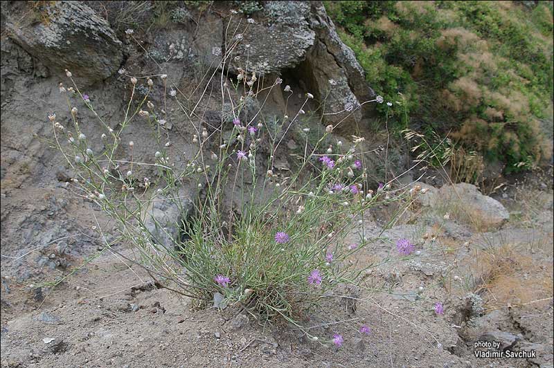 Изображение особи Centaurea sarandinakiae.