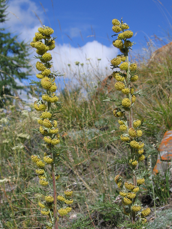 Изображение особи Artemisia macrantha.