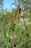 Carex limosa