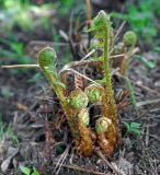 Dryopteris filix-mas. Растение в начале вегетации. Московская обл., Раменский р-н, окр. дер. Хрипань, садовый участок. 10.05.2015.