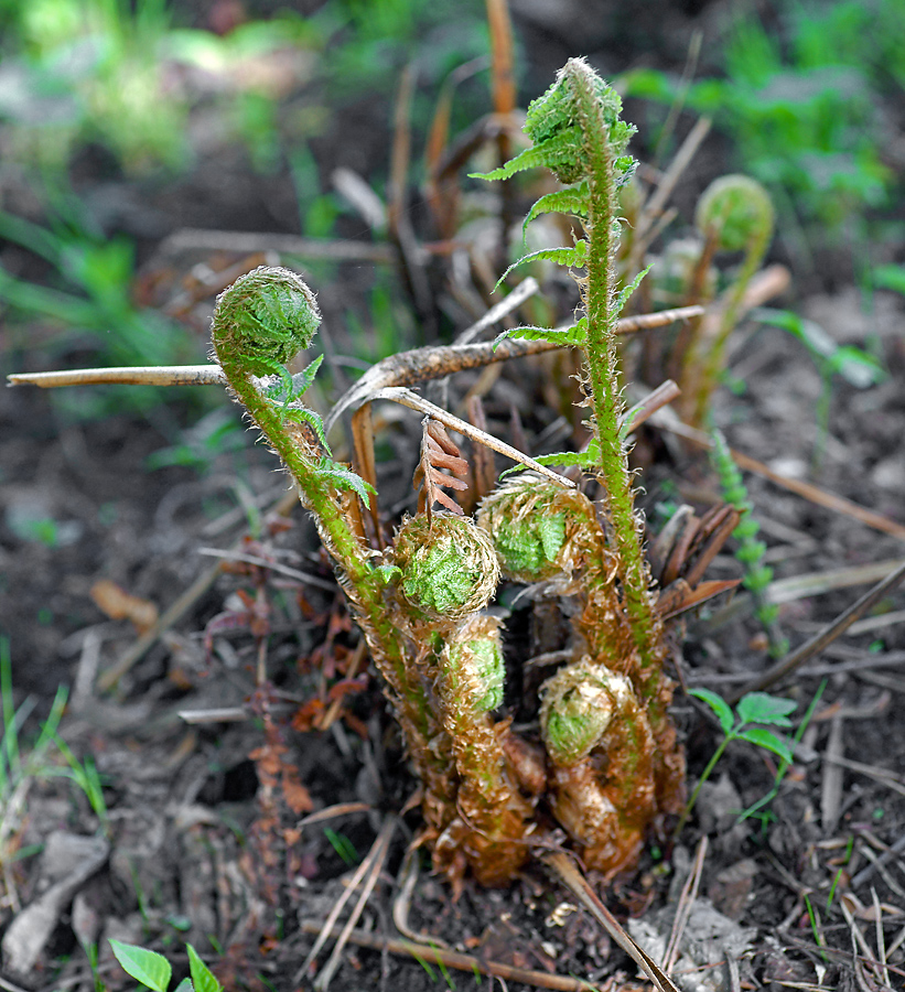 Image of Dryopteris filix-mas specimen.