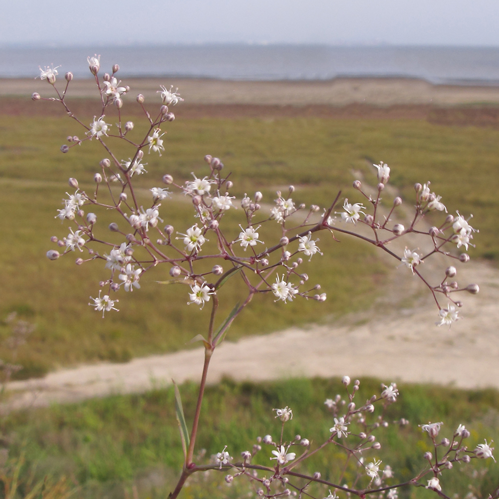 Image of Gypsophila paniculata specimen.