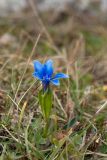 Gentiana verna подвид balcanica. Цветок. Черногория, нац. парк Дурмитор, к северу от г. Жабляк, используемая под выпас каменистая горная степь. 15.10.2014.