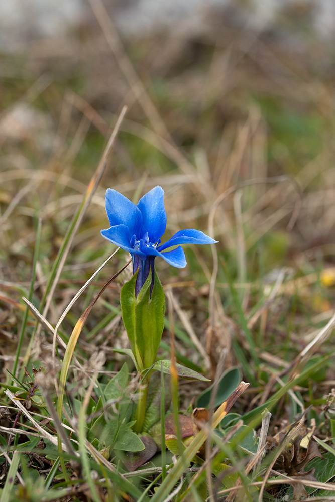 Image of Gentiana verna ssp. balcanica specimen.