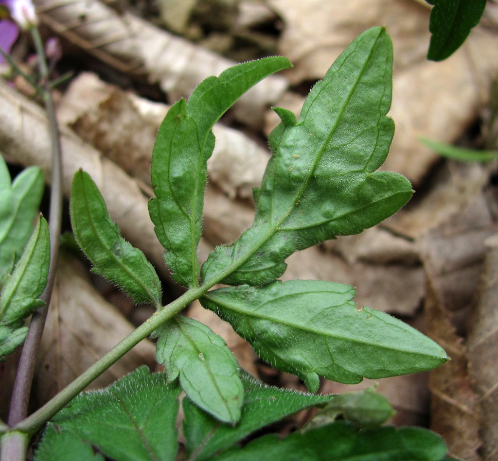 Image of Cardamine quinquefolia specimen.