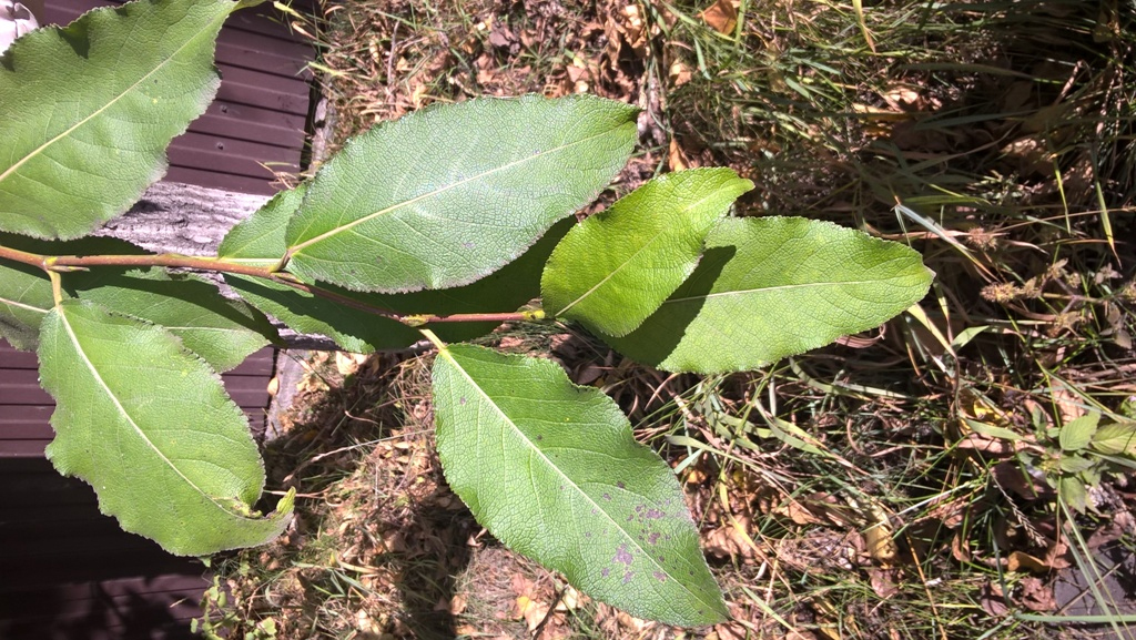 Image of Populus suaveolens specimen.