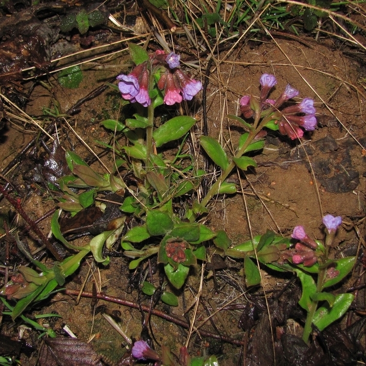 Image of Pulmonaria obscura specimen.