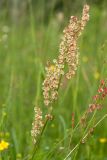 Rumex acetosa