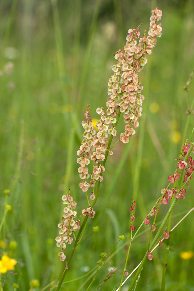 Изображение особи Rumex acetosa.