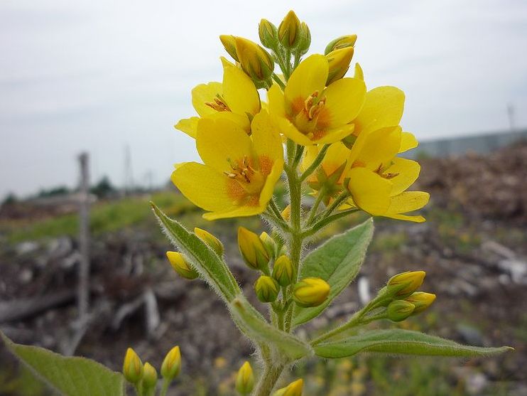 Изображение особи Lysimachia vulgaris.