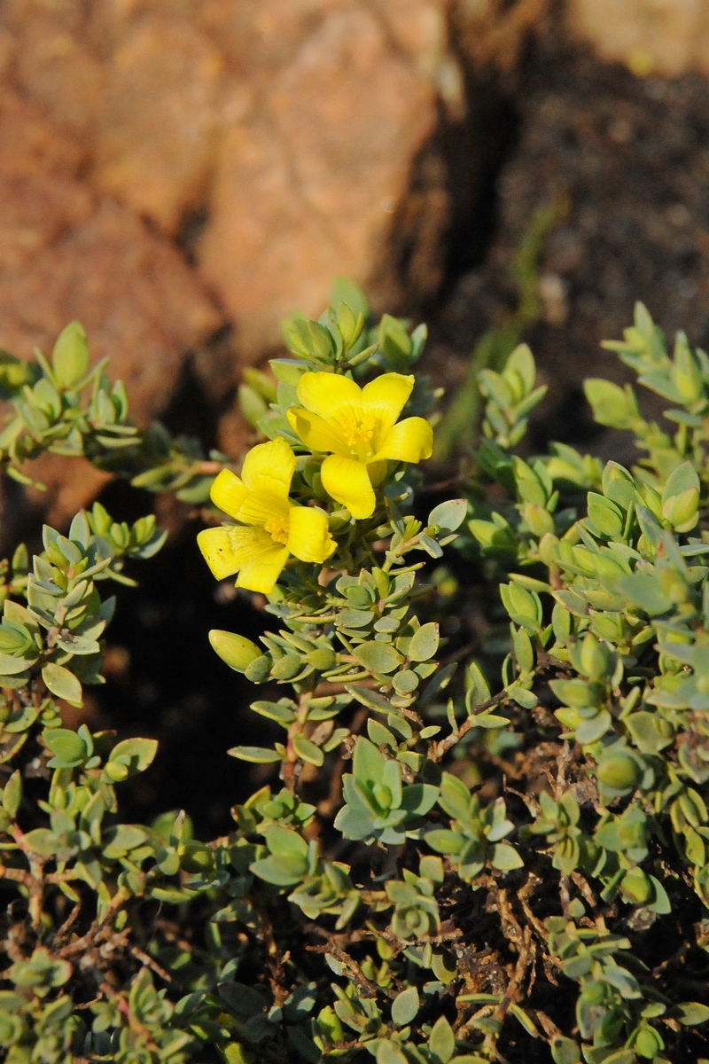 Image of Hypericum aegypticum specimen.