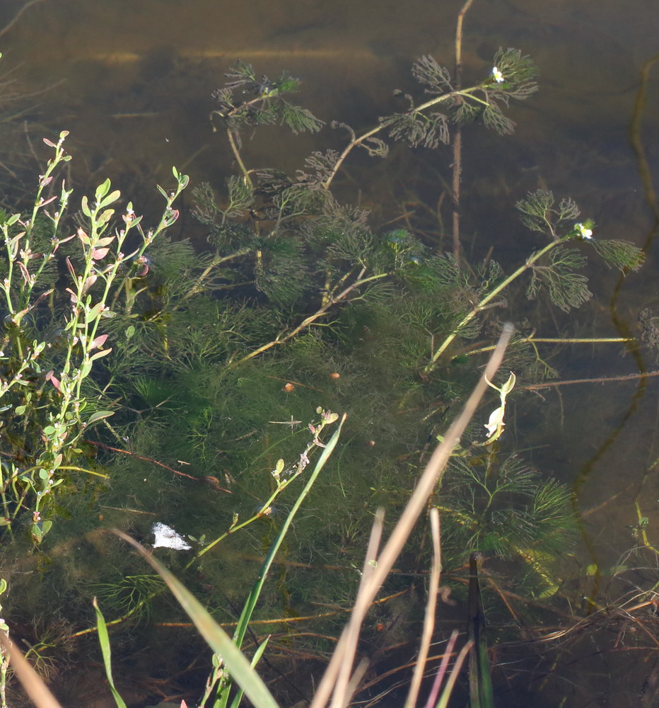 Image of Ranunculus rionii specimen.