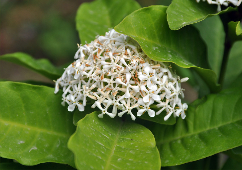 Image of Ixora finlaysoniana specimen.