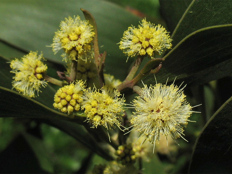 Изображение особи Acacia melanoxylon.