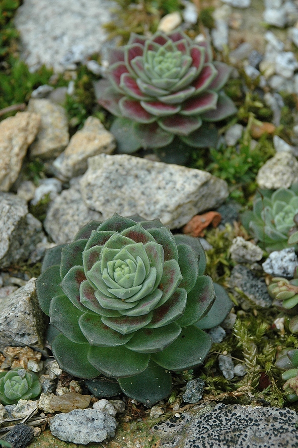 Изображение особи Prometheum sempervivoides.