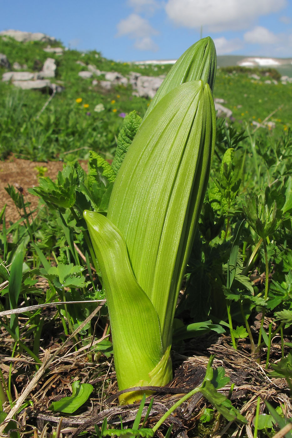 Image of Veratrum lobelianum specimen.