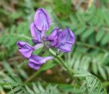 Oxytropis coerulea. Соцветие. Бурятия, Тункинский р-н, окр. пос. Аршан. 18.07.2014.